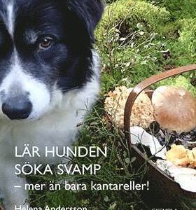 Lär hunden söka svamp - mer än bara kantareller!
